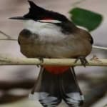 Sample 5 – Red wiskered bulbul