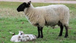 Sample 4 – Sheep