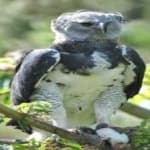 Sample 5 – Harpy eagle