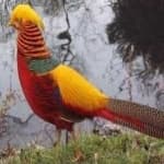 Sample 3 – Pheasant