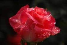 Sample 5 – Rose