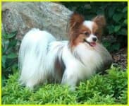 Sample 2 – Papillon