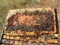 Sample 1 – Honeycomb