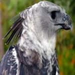 Sample 3 – Harpy eagle