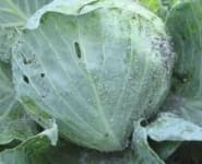 Sample 1 – Damage to cabbage leaves