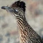 Sample 1 – Roadrunner