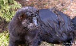 Sample 6 – Mink