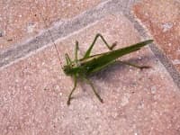 Sample 3 – Cricket