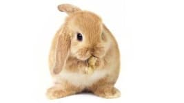 Sample 1 – Rabbit