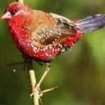 Sample 1 – Strawberry finch