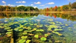 Sample 6 – Pond