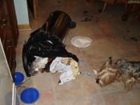 Sample 1 – Silky terrier