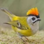 Sample 2 – Common firecrest