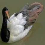 Sample 2 – Magpie goose