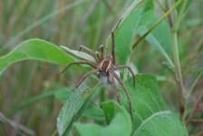Sample 5 – Wolf spider