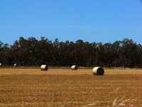 Sample 3 – Hay