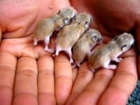 Sample 3 – Hamster
