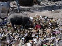Sample 2 – Wild boar