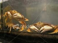 Sample 5 – Dungeness crab