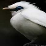 Sample 6 – Bali starling