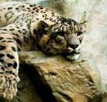 Sample 3 – Leopard