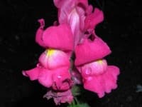 Sample 2 – Snapdragon