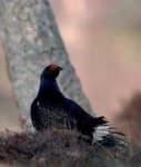 Sample 2 – Black grouse