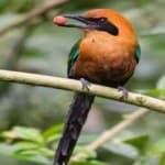 Sample 3 – Rufuos motmot