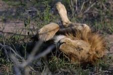 Sample 4 – Lion