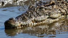 Sample 5 – Crocodile