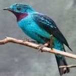 Sample 4 – Spangled cotinga