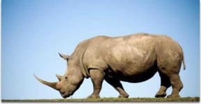 Sample 4 – Rhinoceros