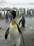 Sample 5 – King penguin