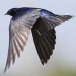 Sample 1 – Purple martin