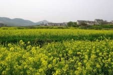 Sample 1 – Rapeseed