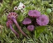 Sample 5 – Hygrocybe
