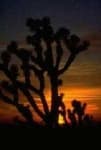 Sample 4 – Joshua tree
