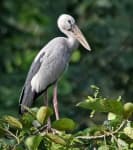 Sample of Stork