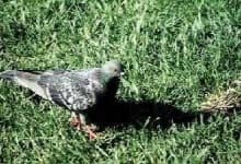 Sample 3 – Pigeon