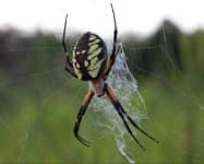 Sample 1 – Garden spider