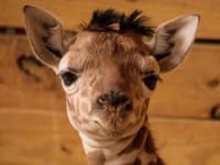 Sample 4 – Giraffe