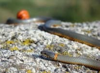 Sample 5 – Ringneck snake
