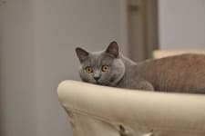 Sample 3 – British shorthair