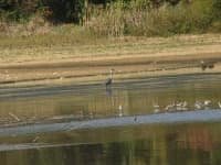 Sample 4 – Dowitcher