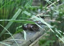 Sample 5 – Bullfrog