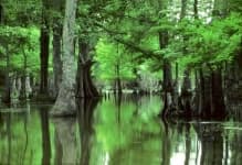 Sample of Swamp