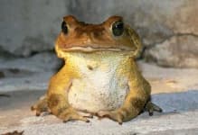 Sample 4 – Bullfrog
