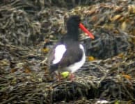 Sample 6 – Oystercatcher