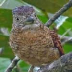 Sample 2 – Barred puffbird