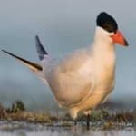 Sample 4 – Caspian tern